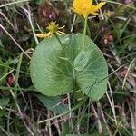 Ranunculus thora Bloem