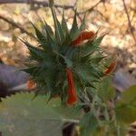 Leonotis nepetifoliaÇiçek