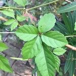 Causonis japonica Feuille