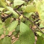 Ehretia amoena Hoja