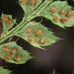 Polystichum sinense Frukt