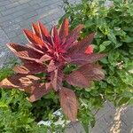 Amaranthus tricolorLevél