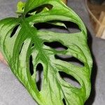 Monstera adansonii Leaf