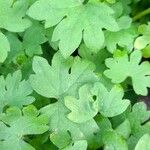 Bowlesia incana Yaprak