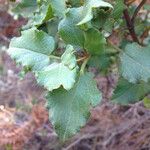 Cistus populifolius Likasa