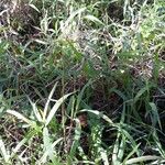 Paspalum repens Hábito