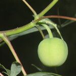 Manihot aesculifolia Fruit
