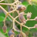 Miconia bullatifolia Meyve