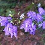 Campanula baumgartenii Virág