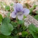 Viola rostrata Flower