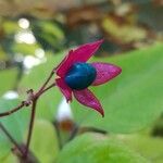 Clerodendrum trichotomum Плід