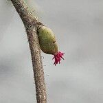 Corylus avellana ᱵᱟᱦᱟ