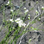 Asperula capillacea