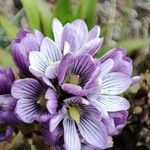 Gentianella dasyantha Çiçek