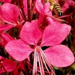 Gaura lindheimeri Blüte