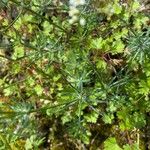 Galium glaucum Feuille