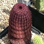 Echinocereus rigidissimus 叶