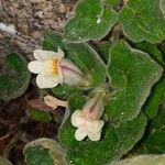 Asarina procumbens Цвят