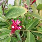 Alpinia purpurata Flower
