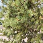 Pinus edulis Hoja