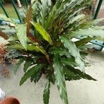 Calathea rufibarbaЛисток