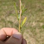 Salix viminalis Кветка