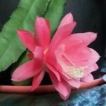 Disocactus phyllanthoides Blüte