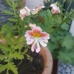 Schizanthus pinnatusКвітка