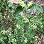 Cistus salviifolius Fuelha