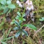 Chimaphila umbellata Folha