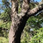 Quercus suber Кора
