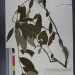 Elaeagnus caudata Otro