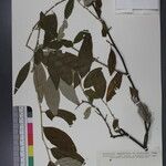 Elaeagnus caudata Arall