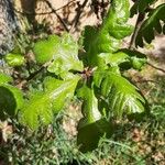 Quercus garryana Foglia