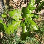 Quercus garryana Hoja