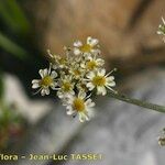 Heracleum pumilum Flor