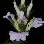 Acanthus montanus Flower