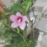 Hibiscus syriacus Blodyn
