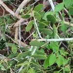 Capparis cartilaginea Other