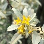 Elaeagnus angustifolia Blüte