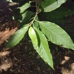Magnolia champaca Ліст