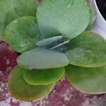 Kalanchoe tetraphylla 葉