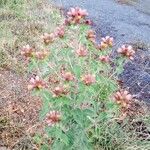 Inula conyza Sonstige