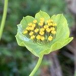 Bupleurum stellatum Цвят