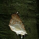 Funtumia africana Ŝelo