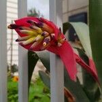 Billbergia vittata പുഷ്പം