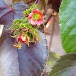 Jatropha gossypiifolia Blüte