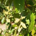 Carpinus caroliniana Fruit