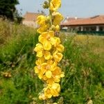 Verbascum pulverulentumപുഷ്പം