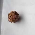 Verschaffeltia splendida Fruit
